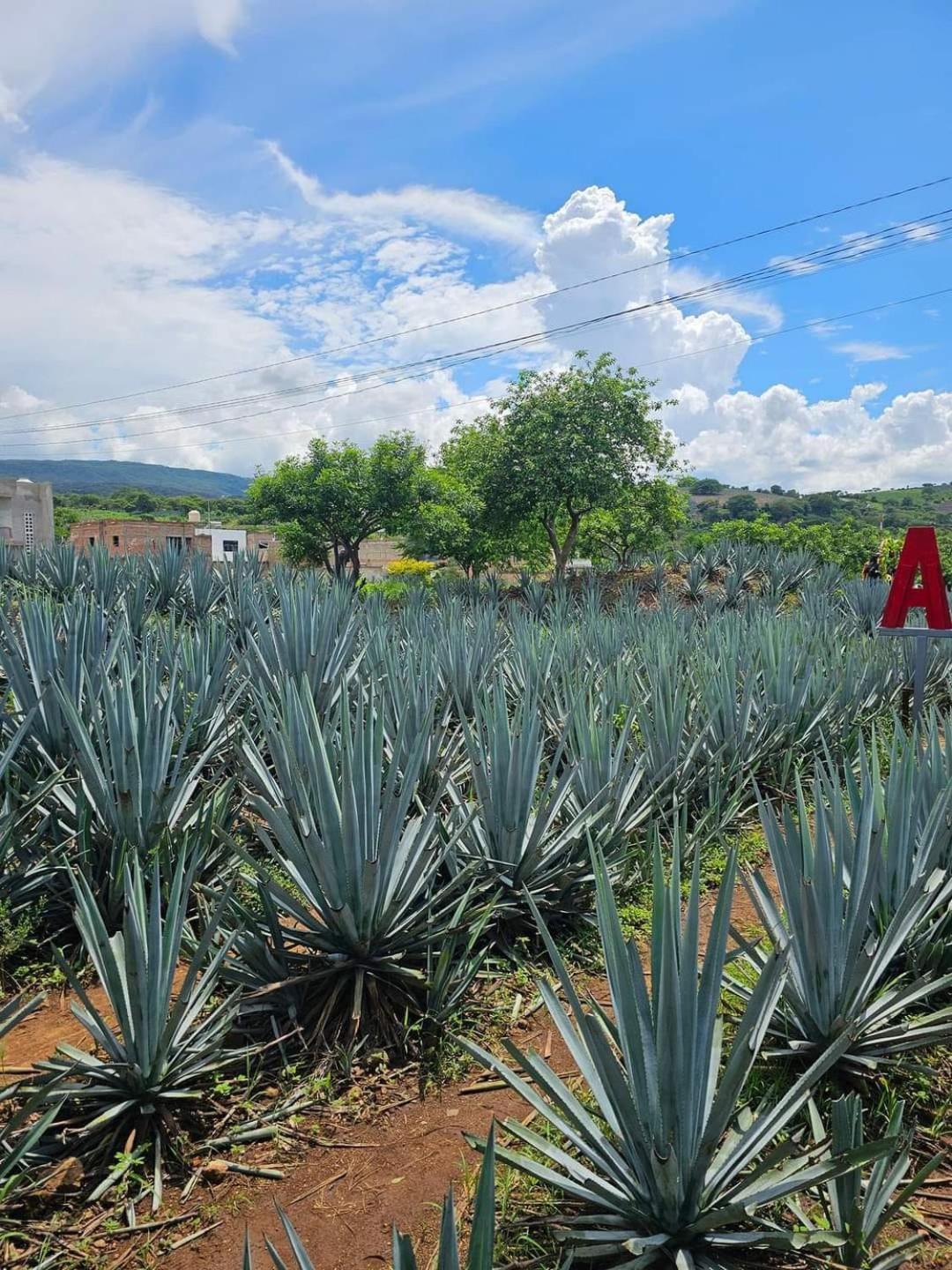 Hotel "El Origen" Tequila Eksteriør billede